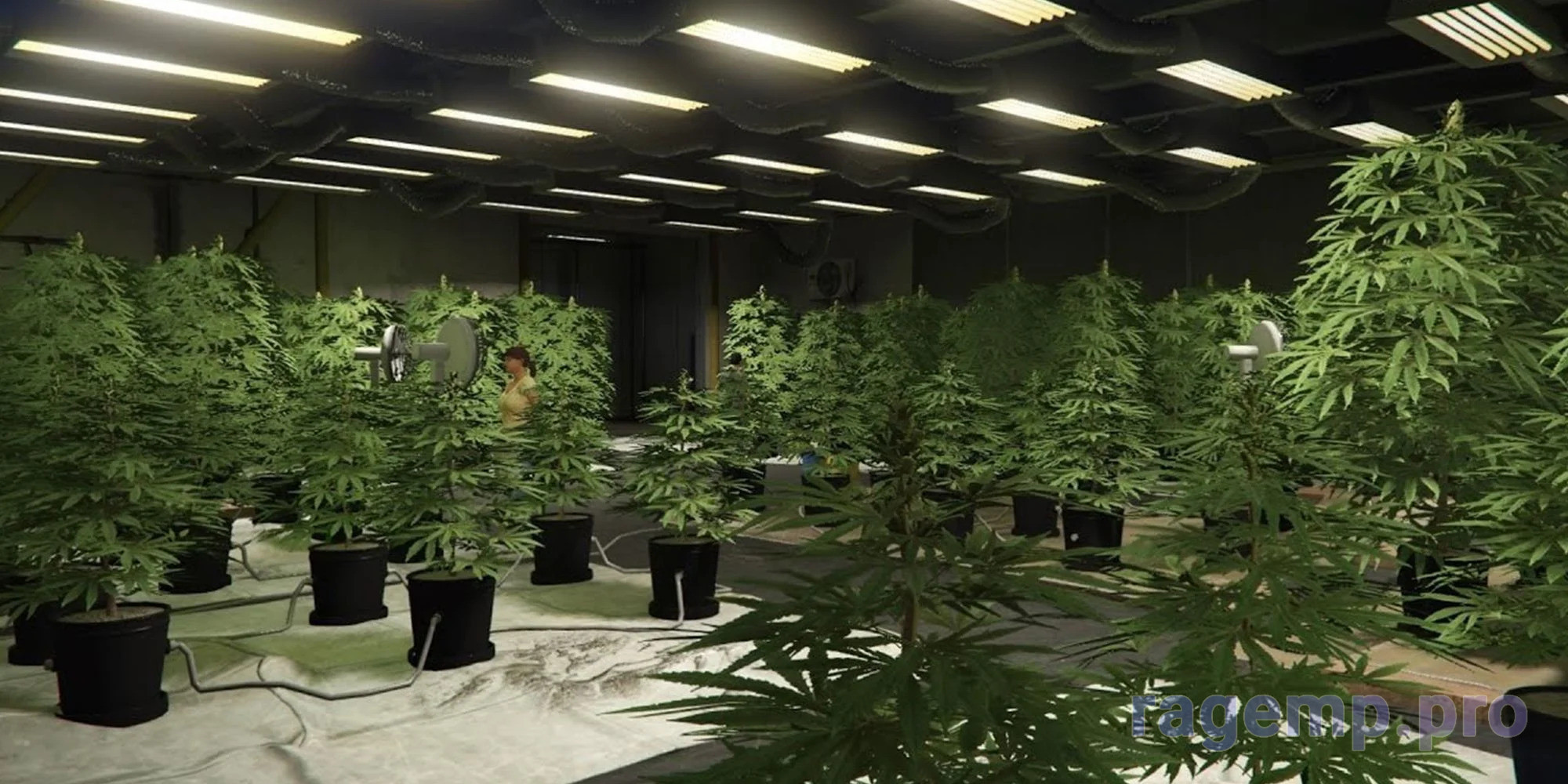 GTA-Online-Weed-Farm.jpg